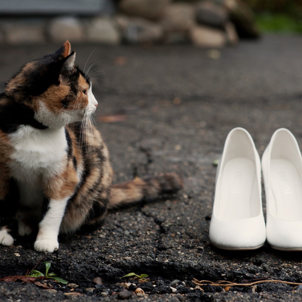 Кот охраняет туфли