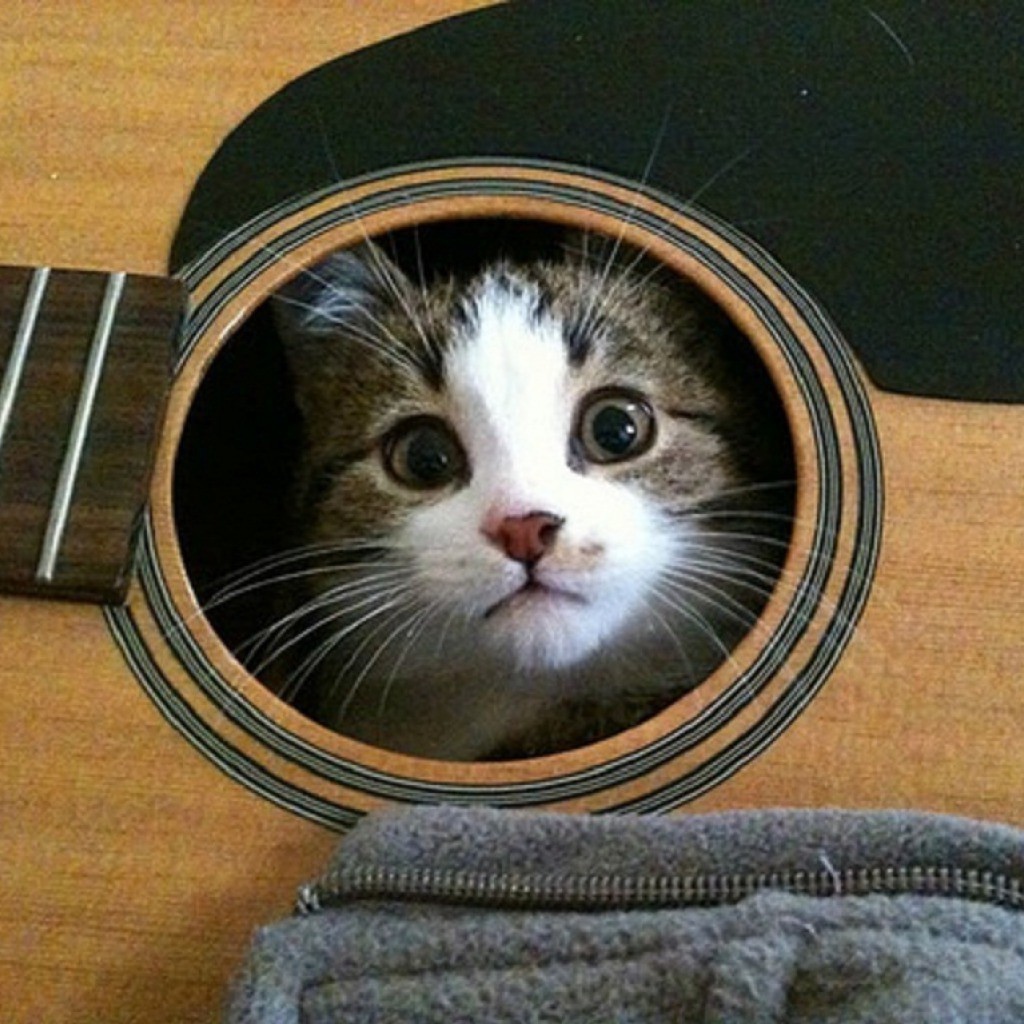 Кошка в гитаре