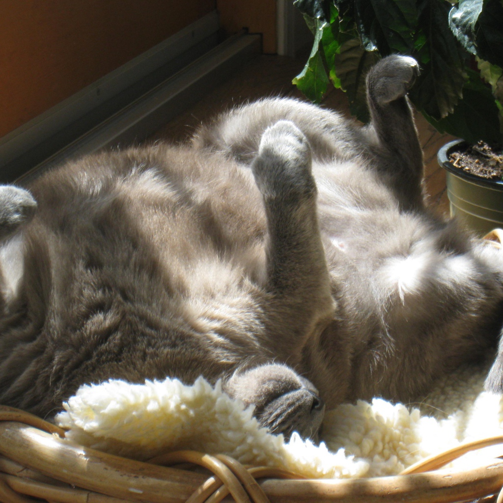 Кот на солнышке