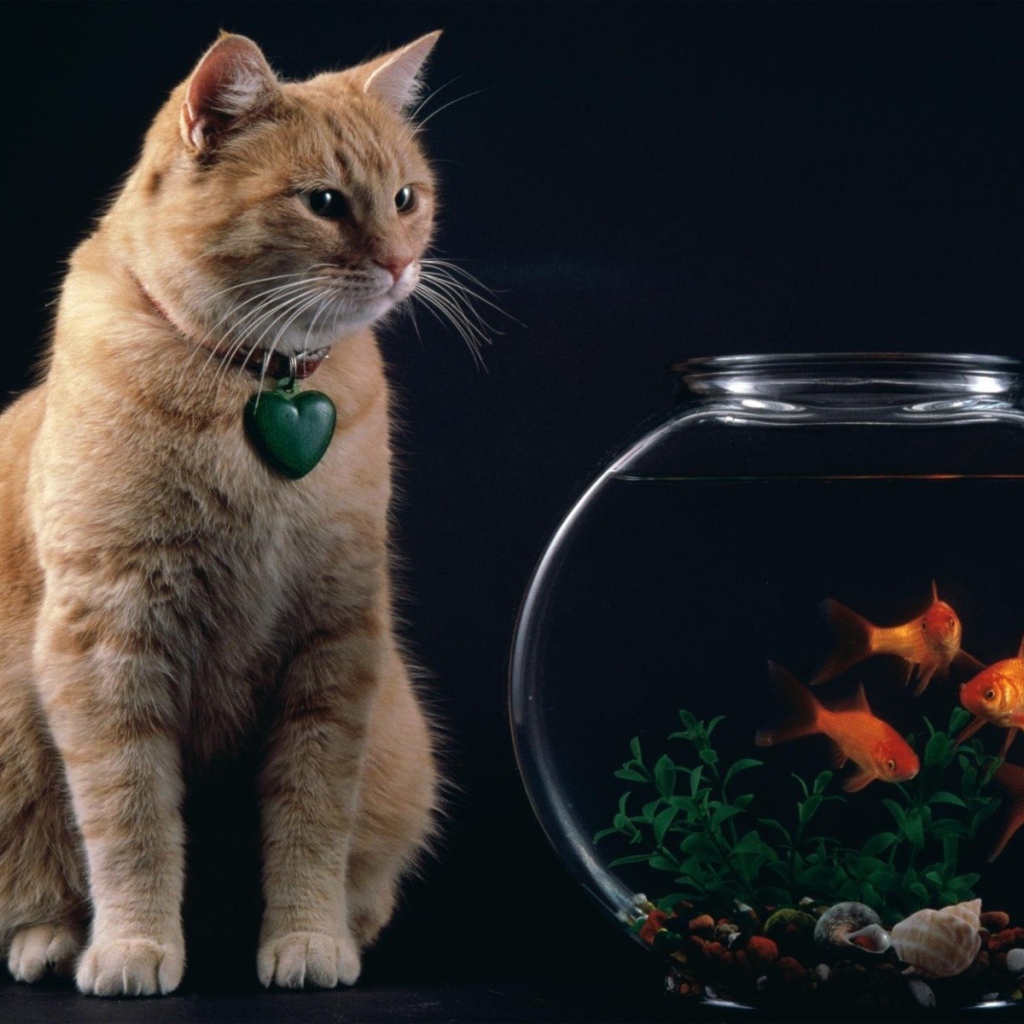 Кот смотрит на рыбок