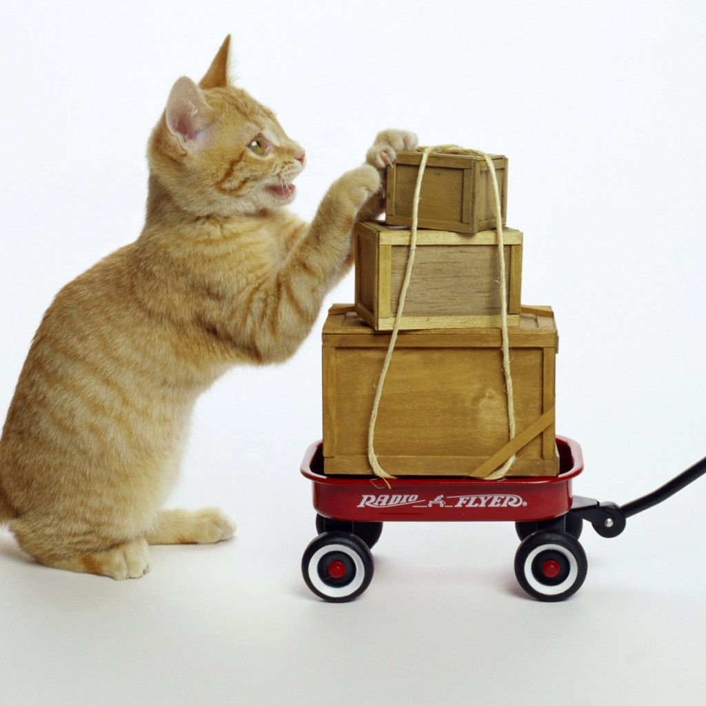 Кот везет посылки