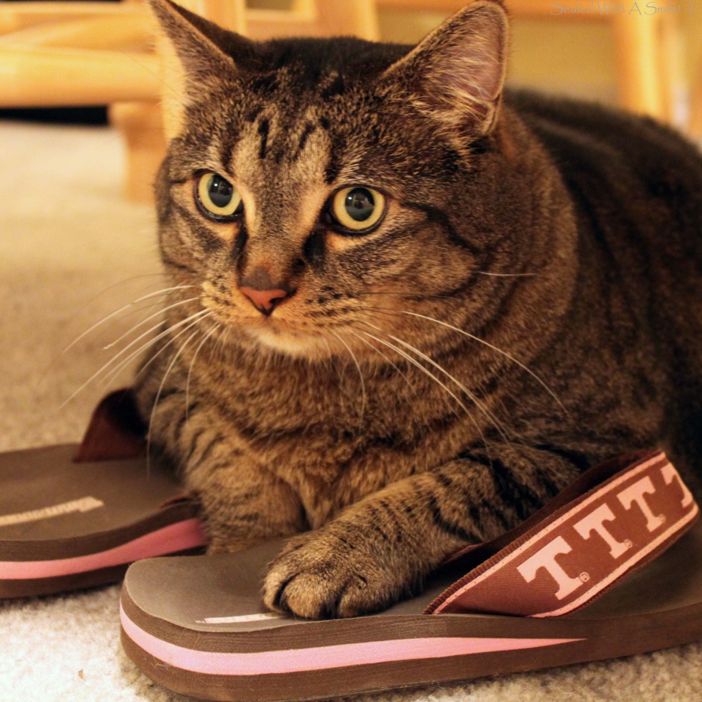 Кот на тапочках