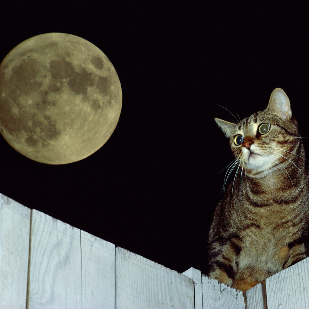 Кот на заборе под луной