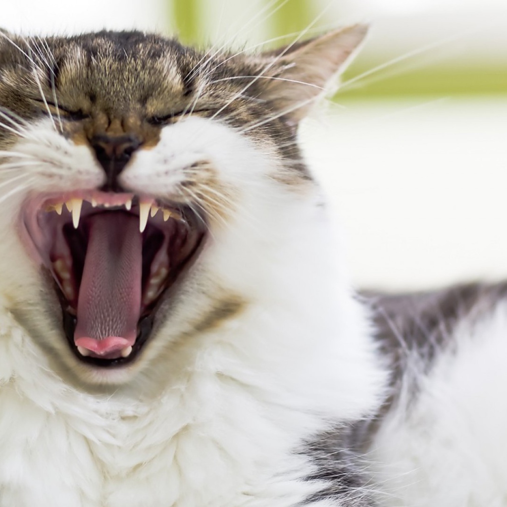 Кот берет на испуг