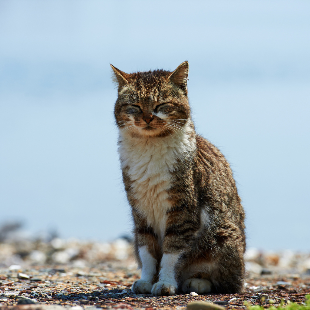 Кот пригрелся на солнце