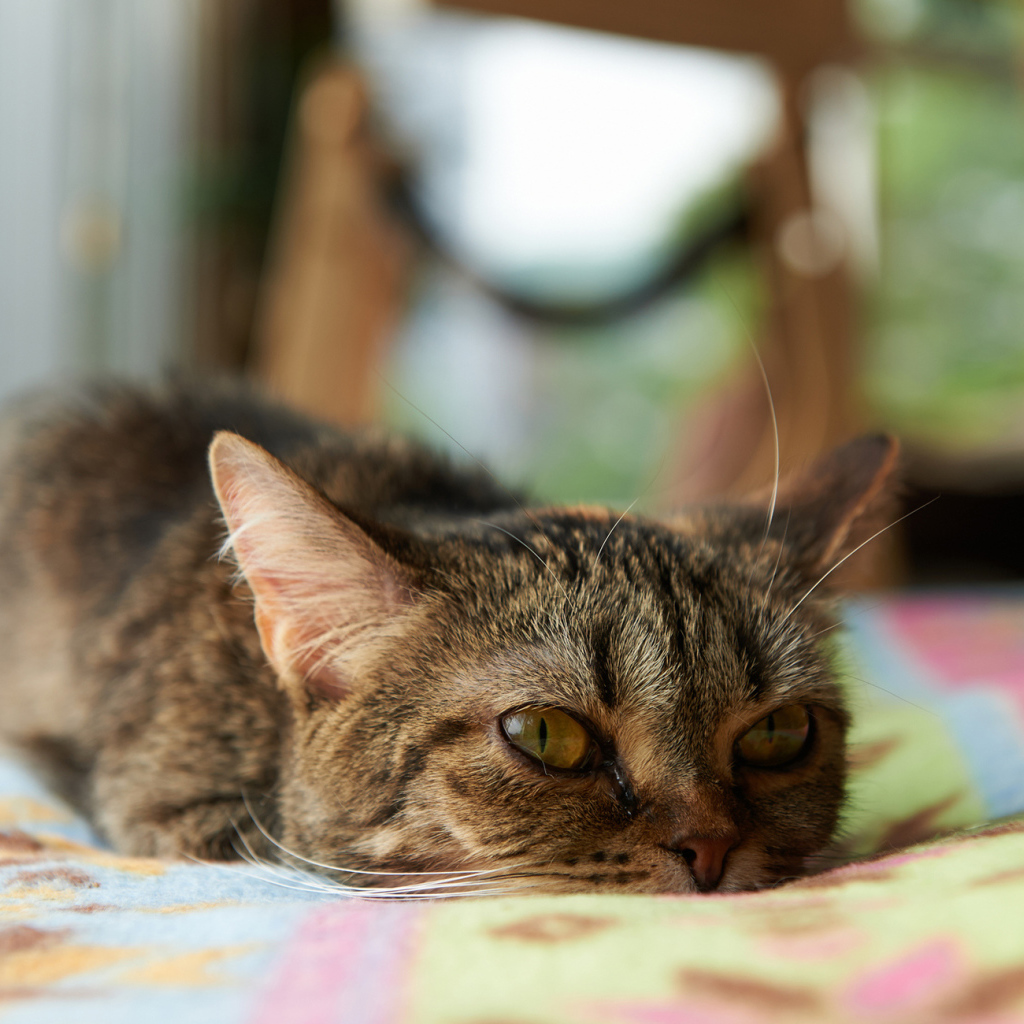 Кот с безнадёжным взглядом