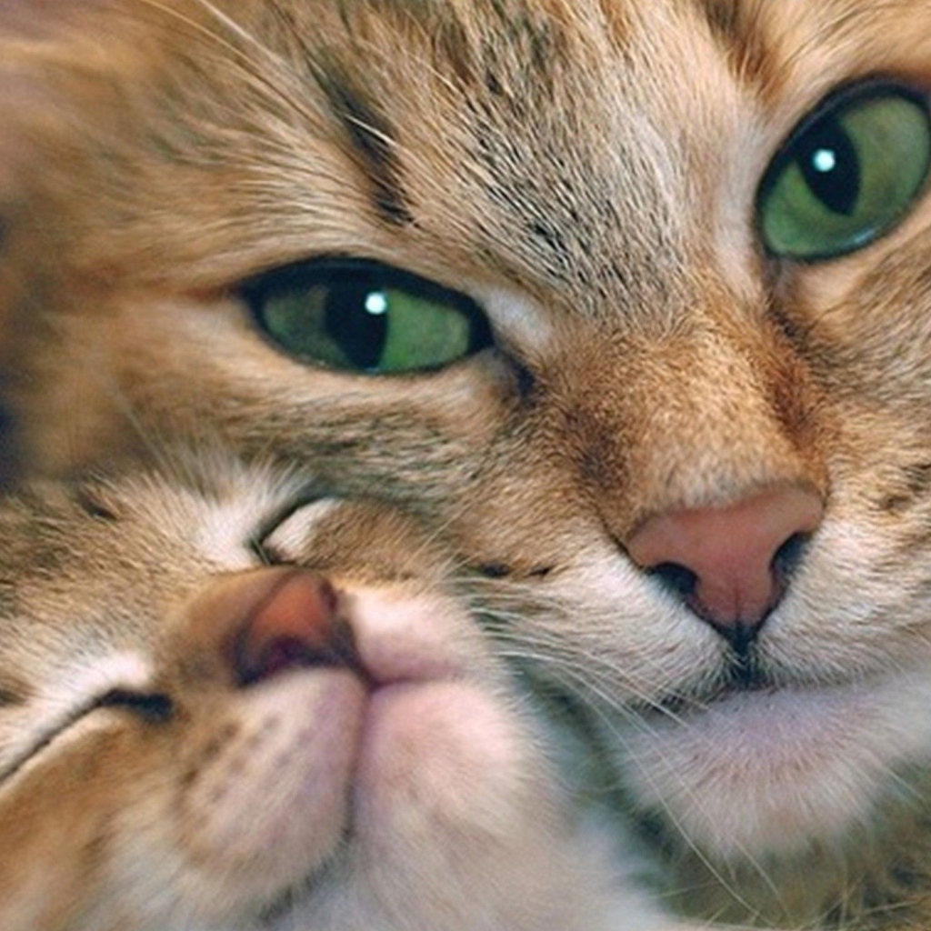 Кошечка с котенком