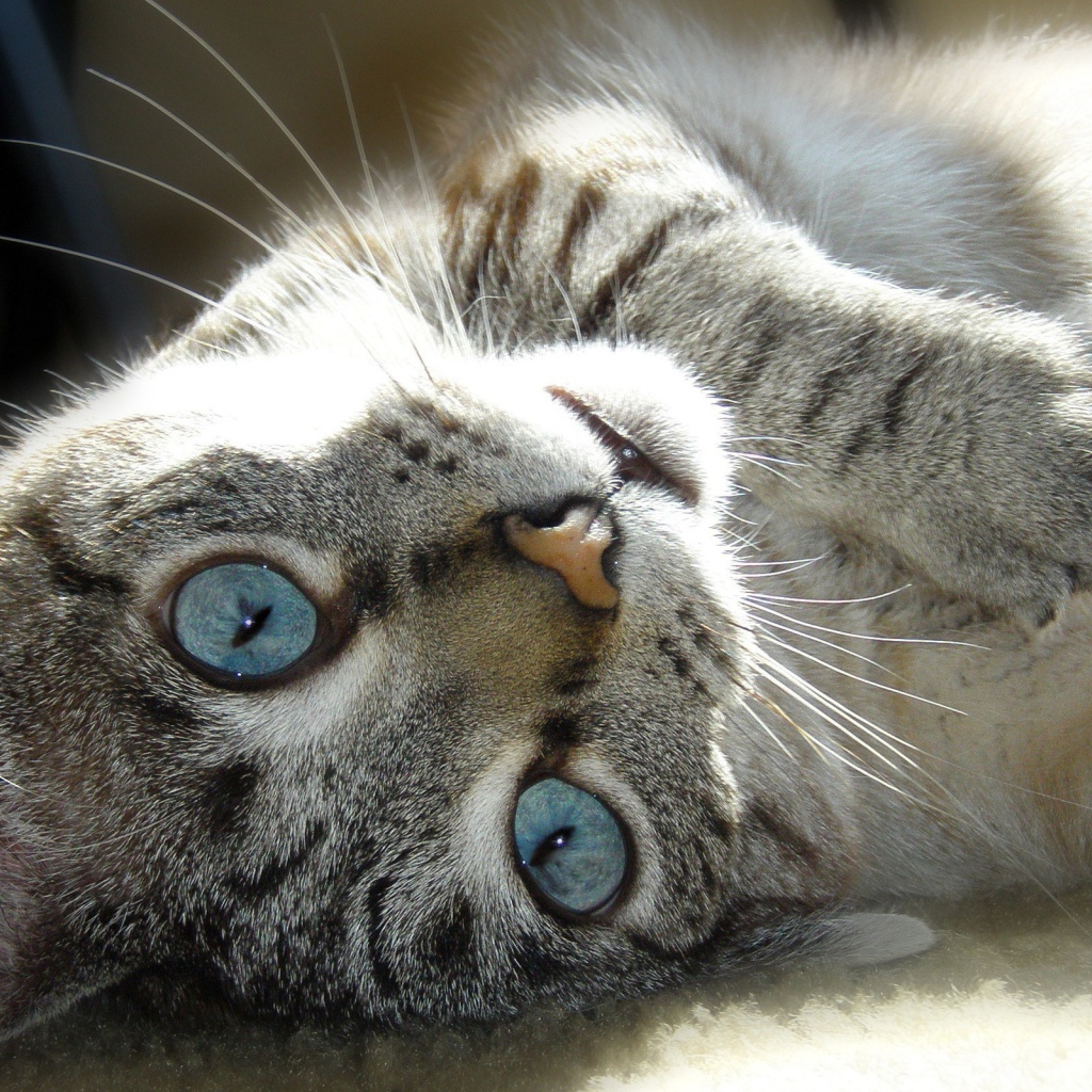 Кот с голубыми глазами