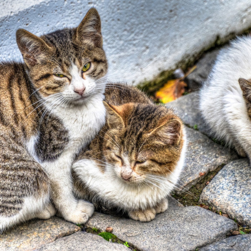 Кошка с котятами на улице