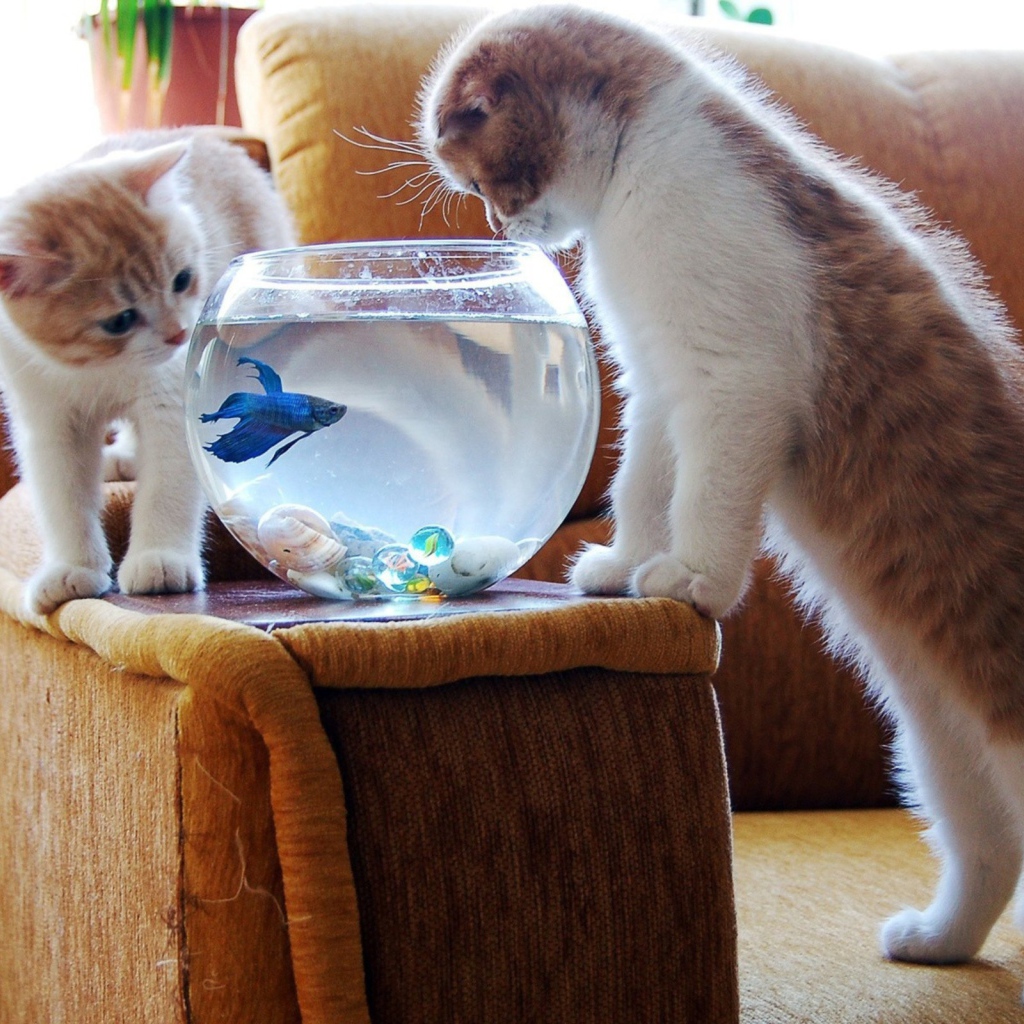 Коты и голубая рыбка