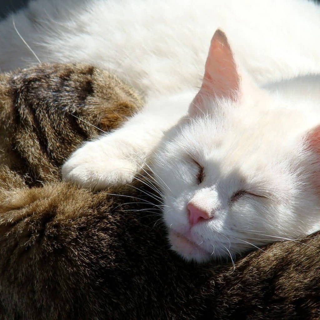 Коты обнимаются