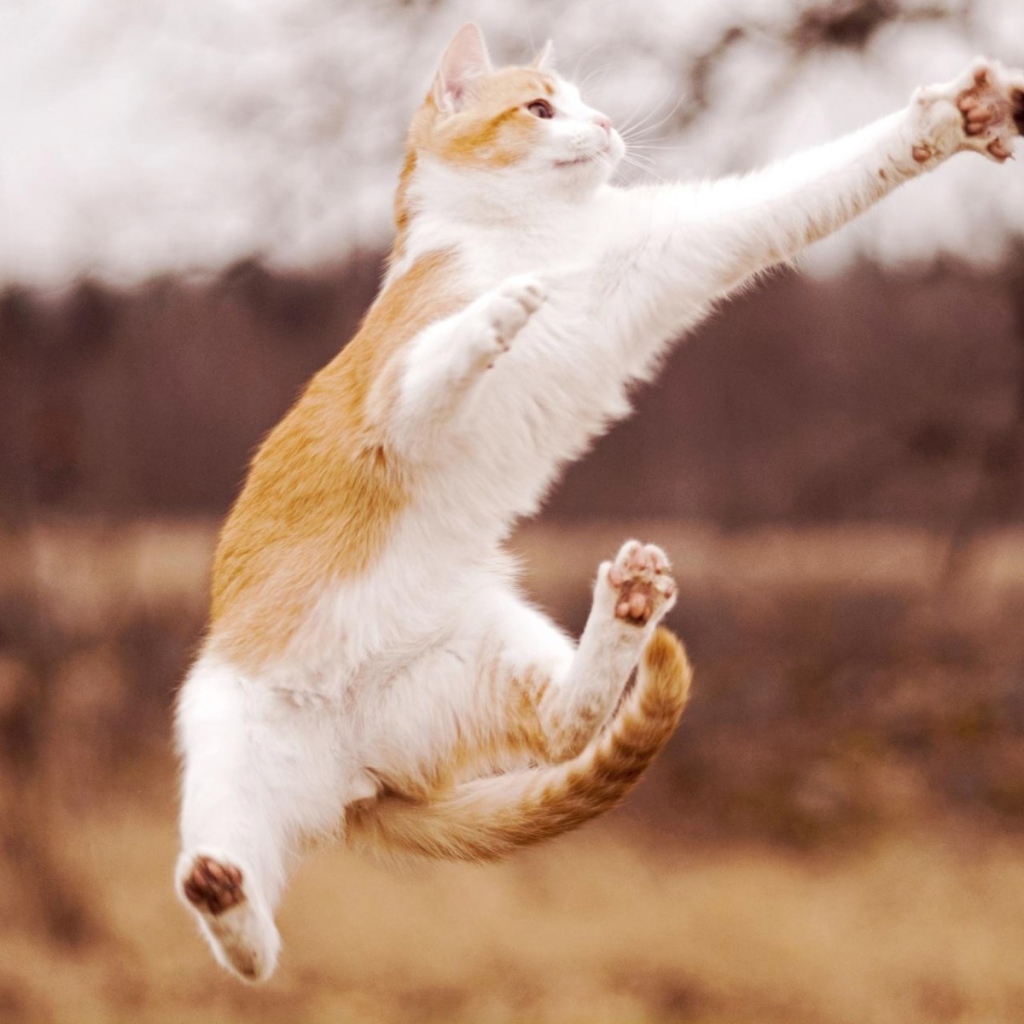 Кошка прыгает за шишкой