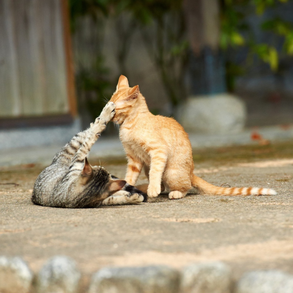 Кошки играют на улице