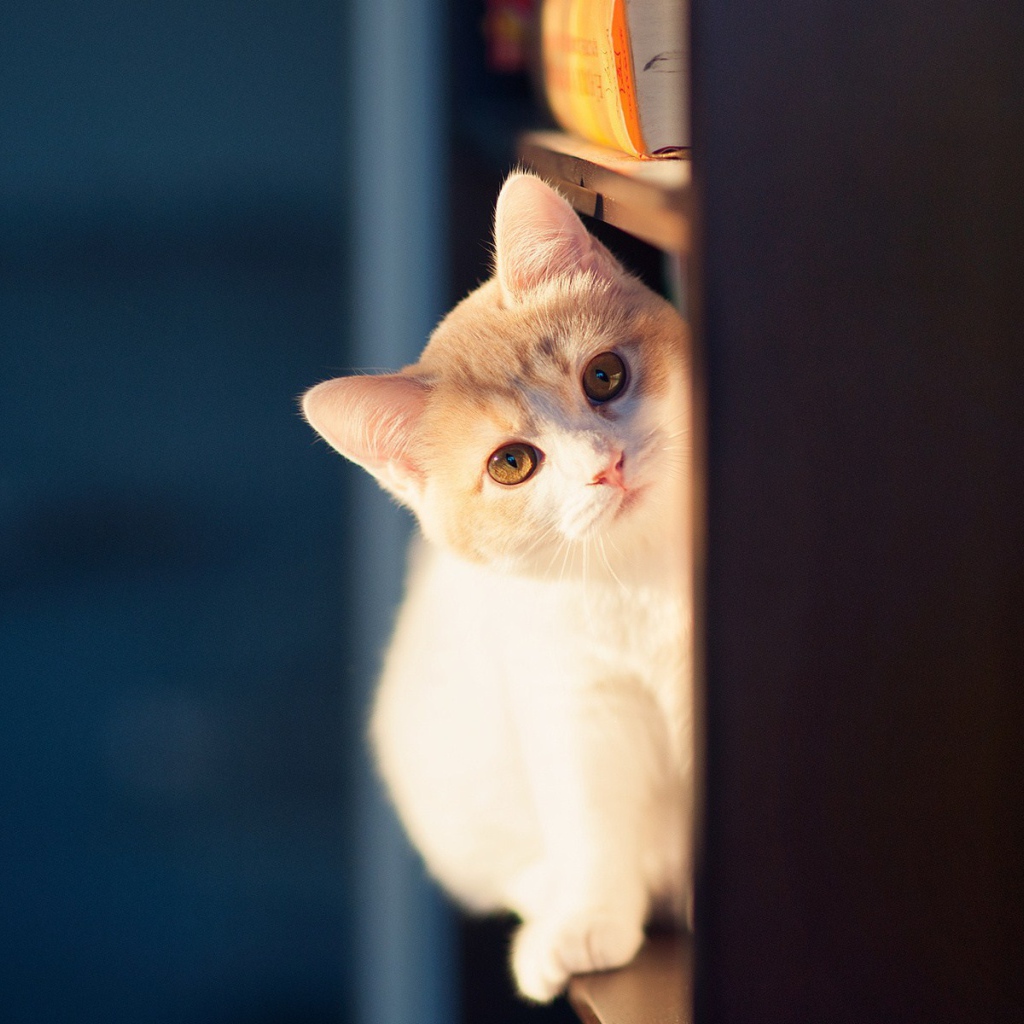 Милый кот сидит на полке