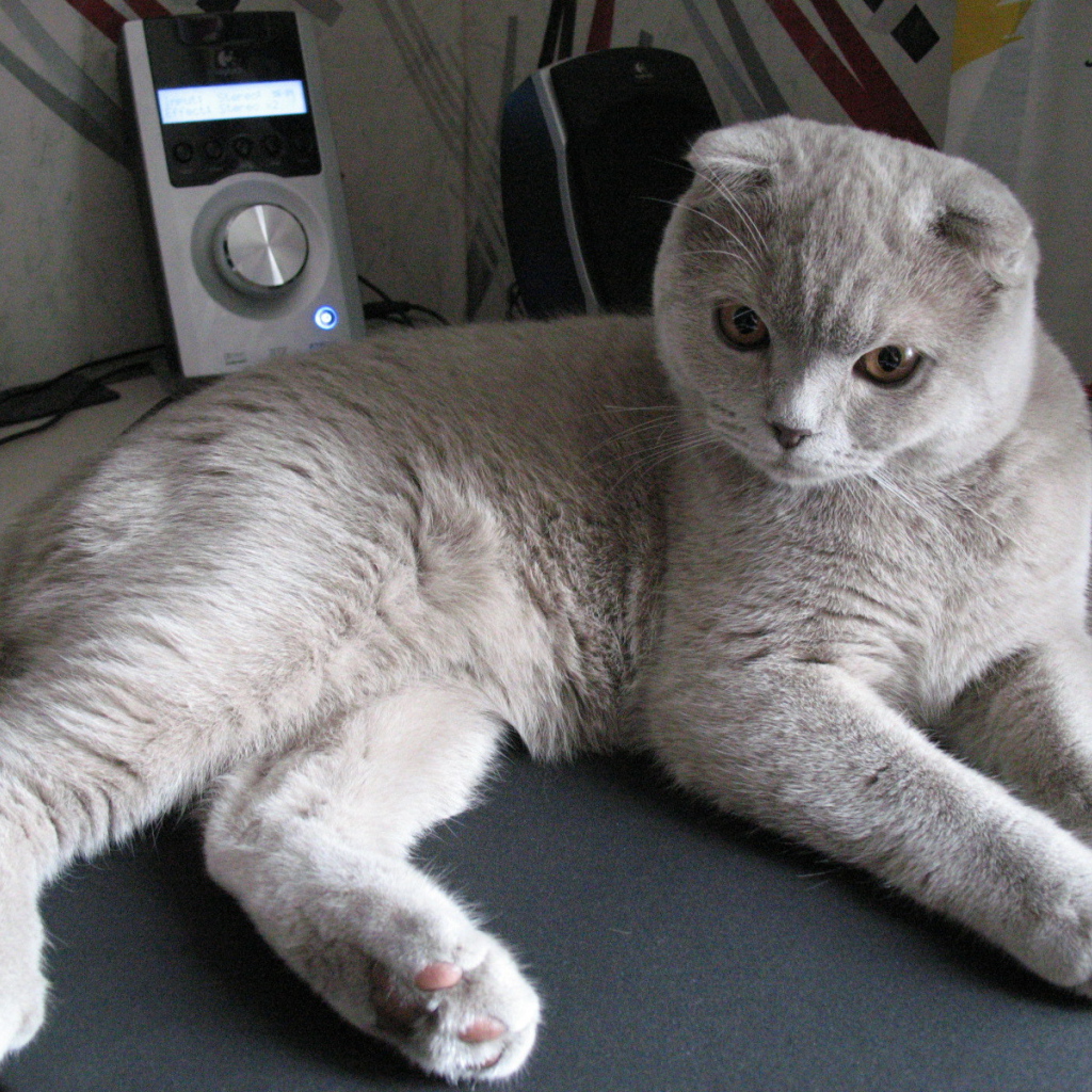 Милый серый шотландский вислоухий кот