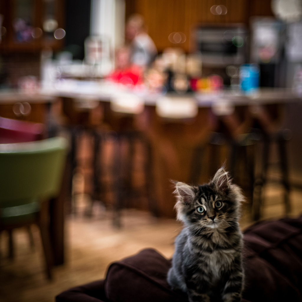 Симпатичный малыш мейн-кун