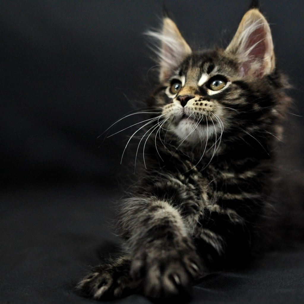 Маленький симпатичный тёмного окраса кот мейн-кун