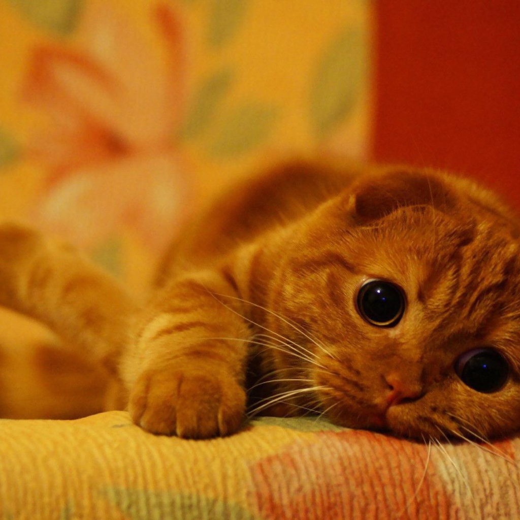 Милый рыжий шотландский вислоухий кот