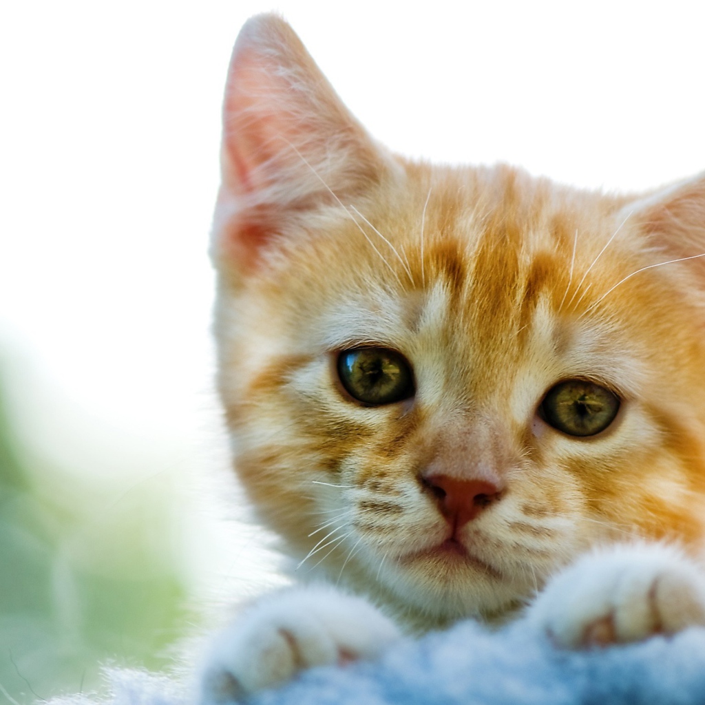 Милый рыжи котик