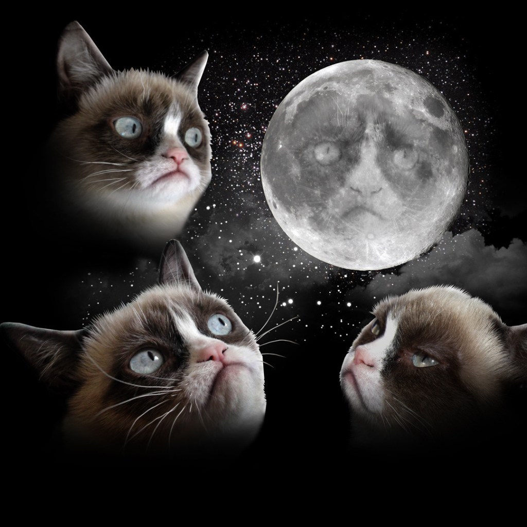 Drumpy cat and the moon