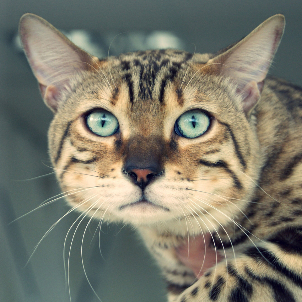 Унылый бенгальский кот