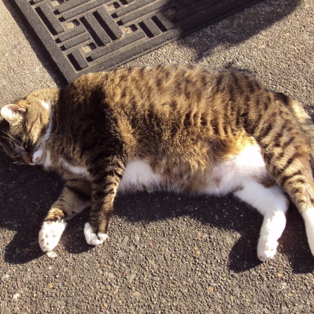 Толстый кот в тени