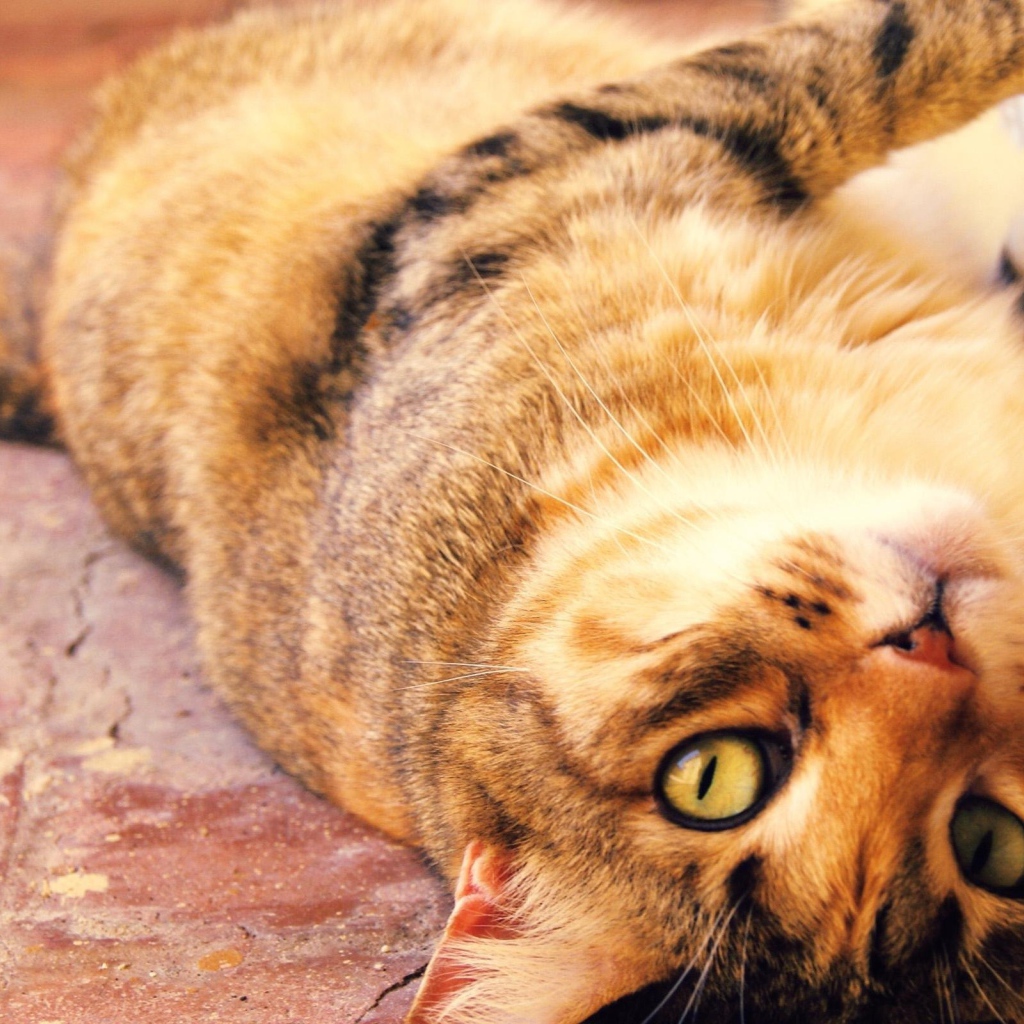 Толстый кот с большими глазами