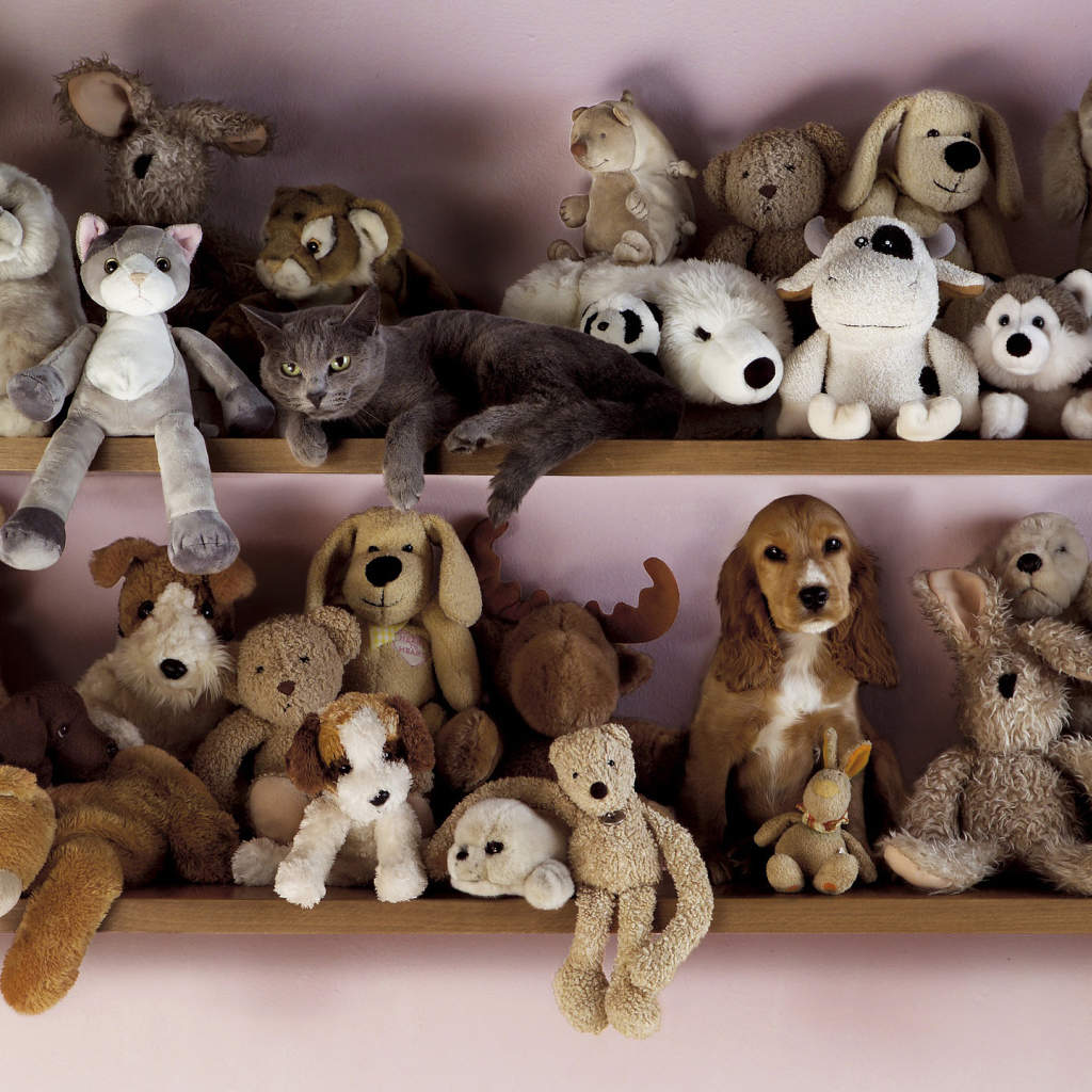 Найди кота и пса