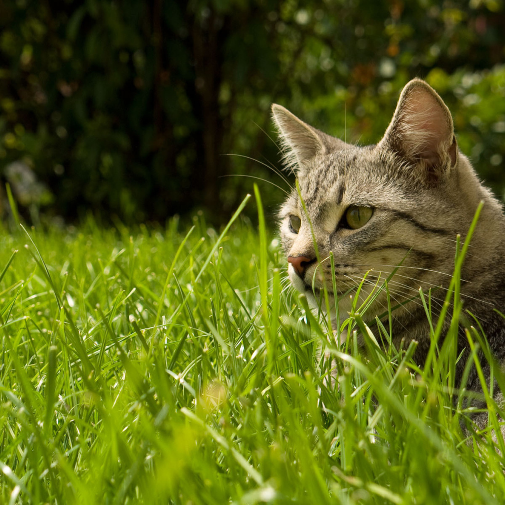 Найди кота в траве