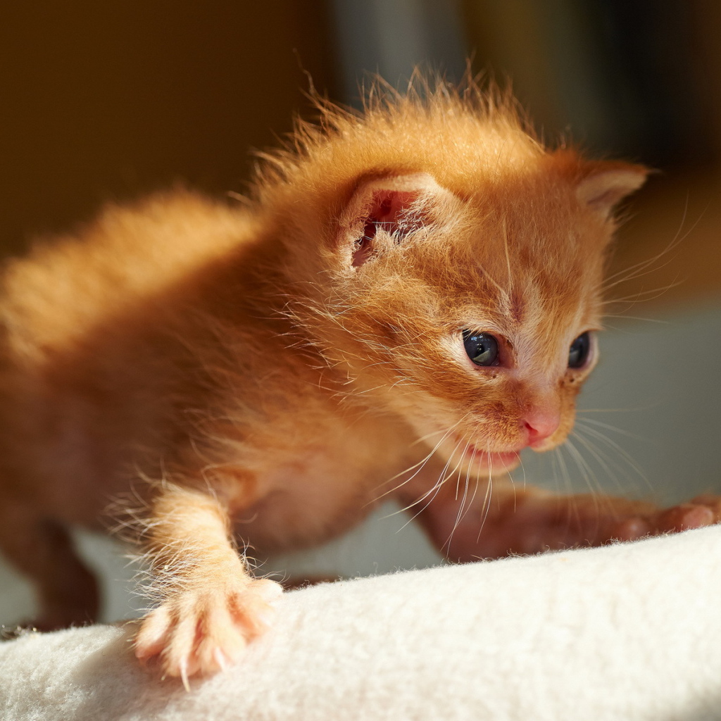 Первые шаги рыжего котёнка