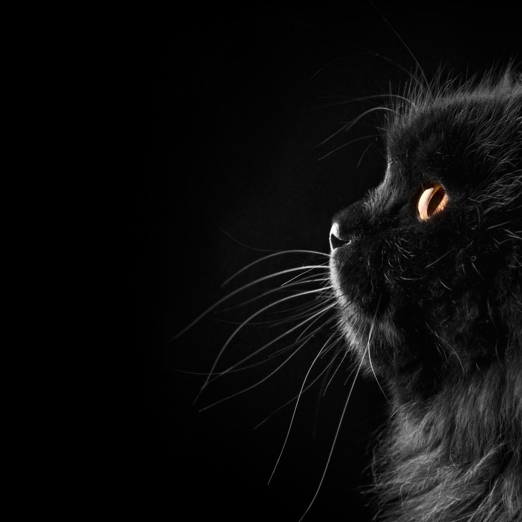 Пушистый чёрный кот на чёрном фоне