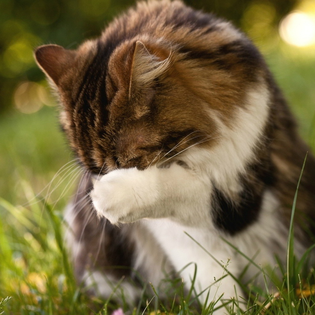 Пушистому коту стыдно