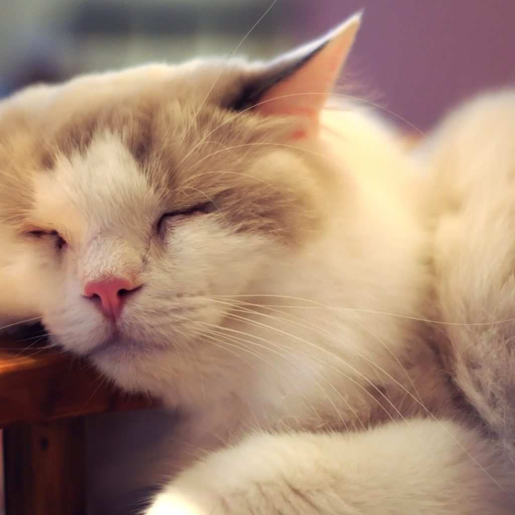 Пушистый кот внезапно заснул