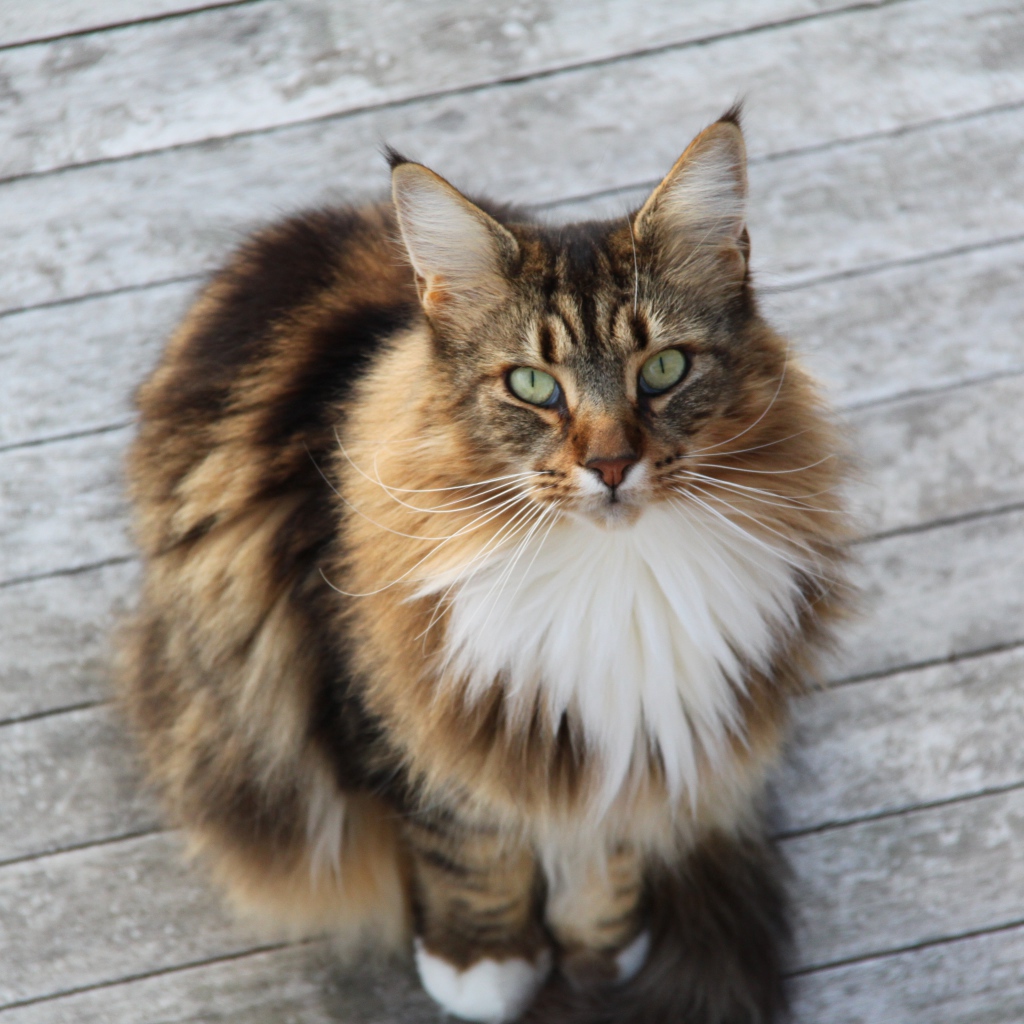 Сосредоточенный кот мейн-кун