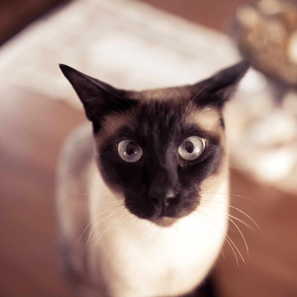 Смешной сиамский кот