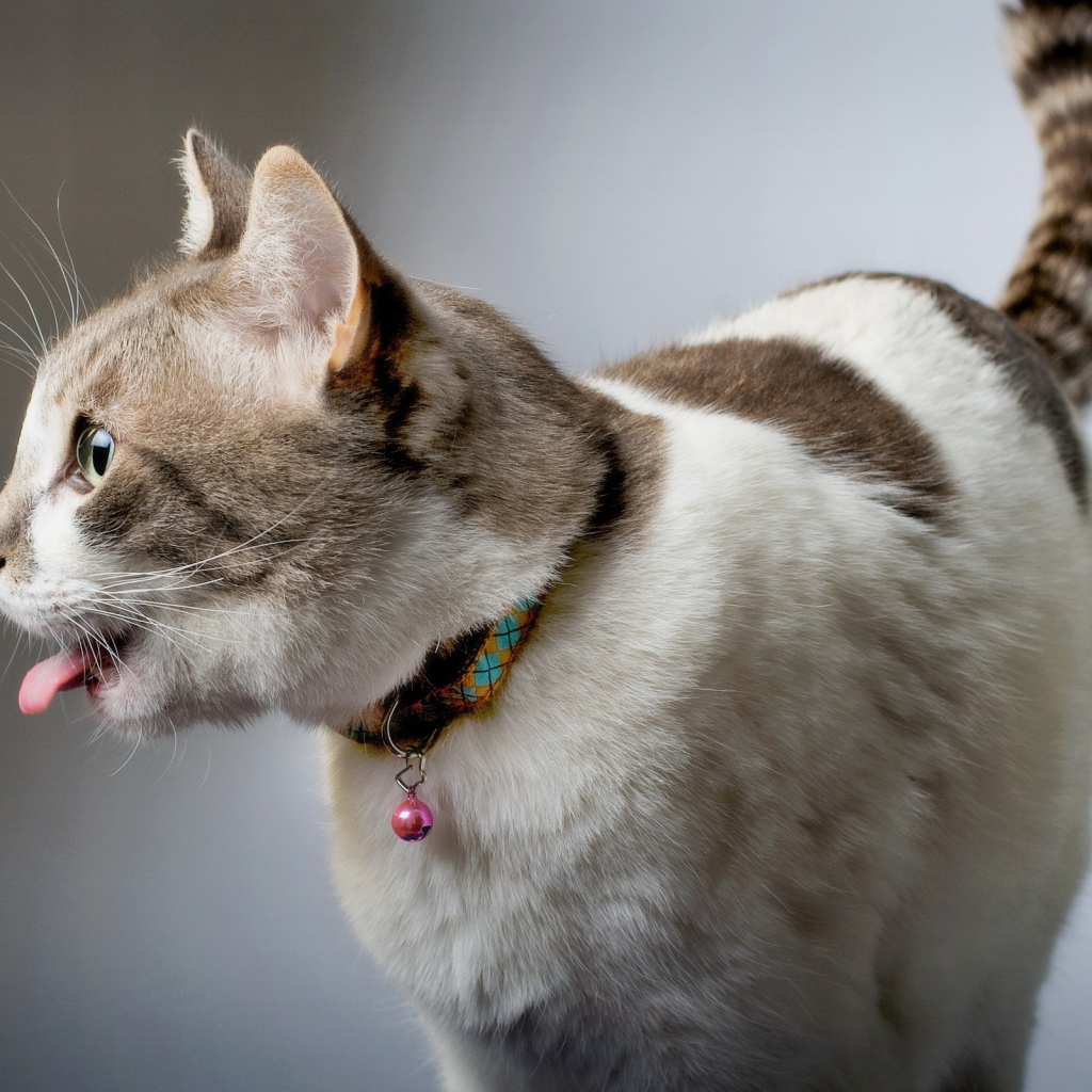 Смешной красивый кот с языком