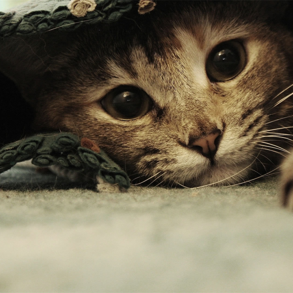 Смешной красивый кот под ковриком