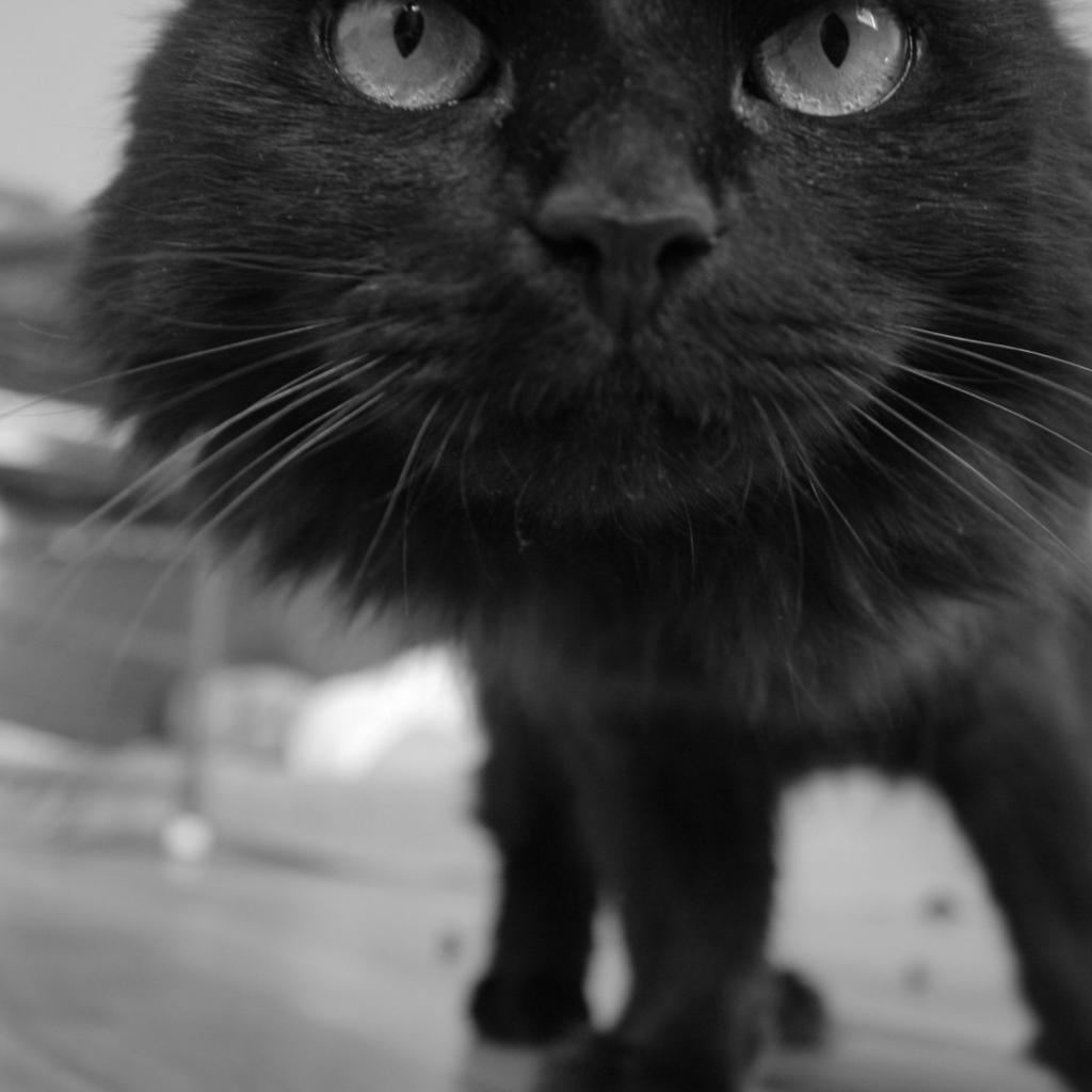 Смешной чёрный кот