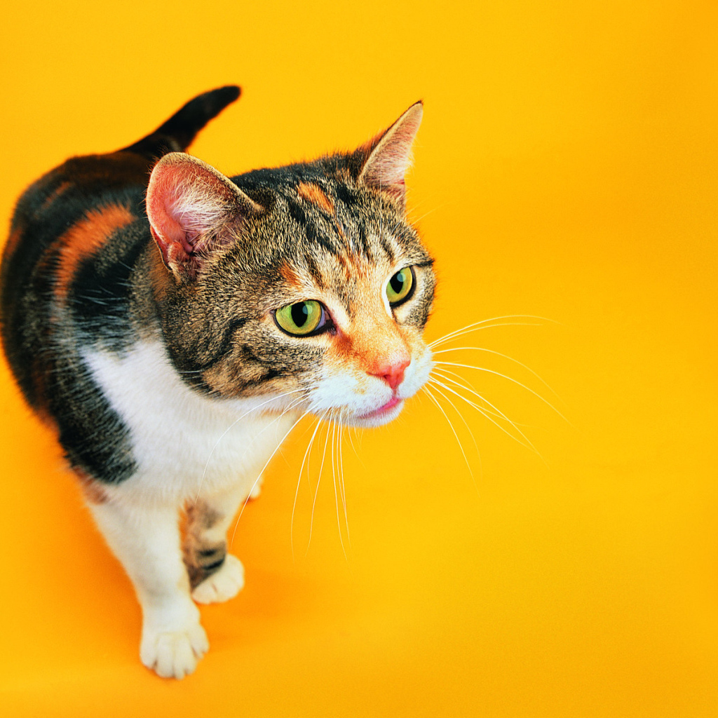 Смешной кот на оранжевом фоне