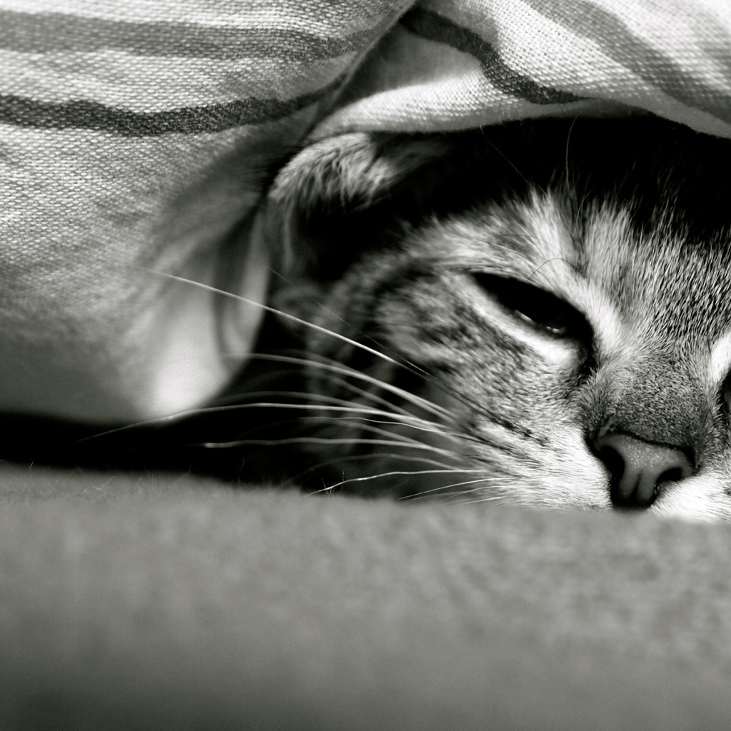 Смешной кот под одеялом