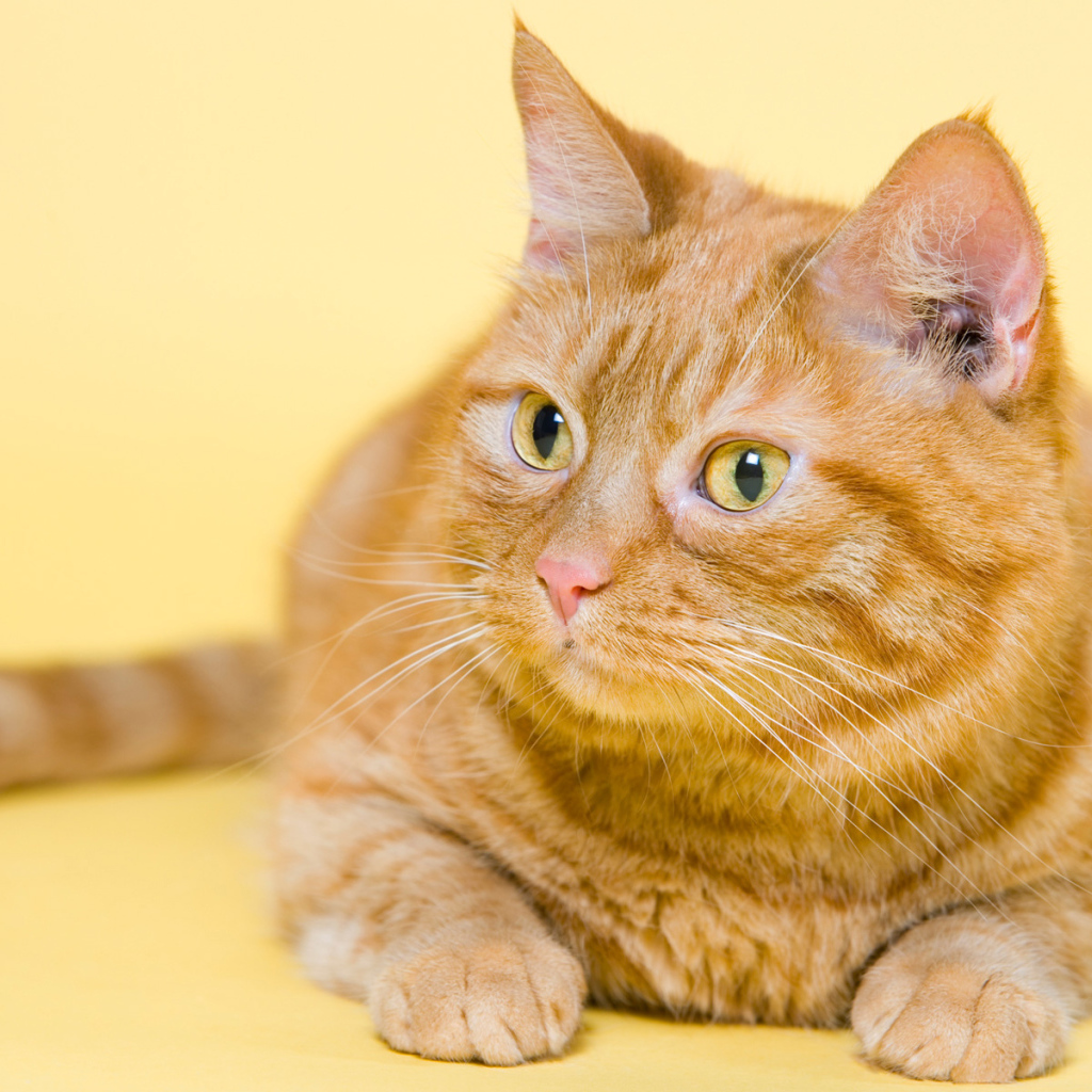 Смешной толстый рыжий кот