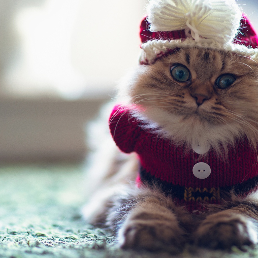Смешной пушистый кот в наряде