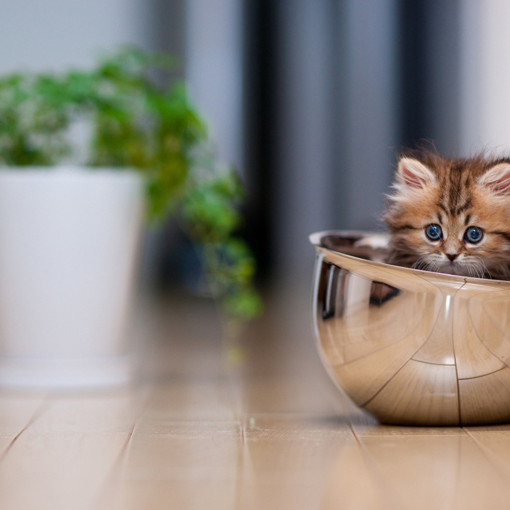 Смешной котёнок в миске