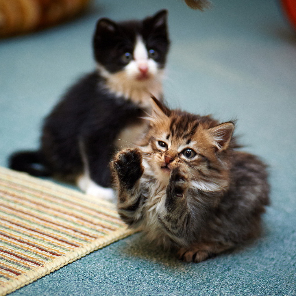 Смешной маленький игривый кот и его брат