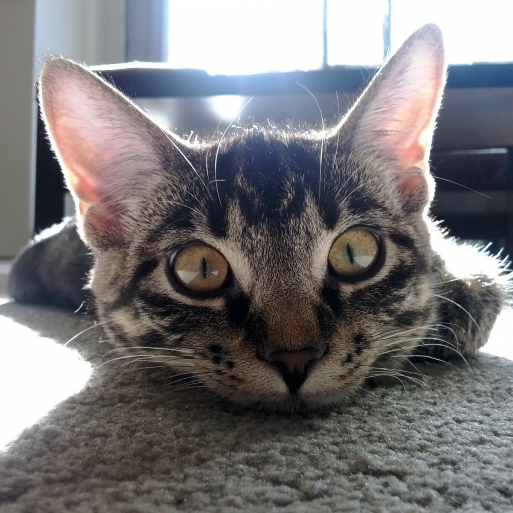 Смешной полосатый кот