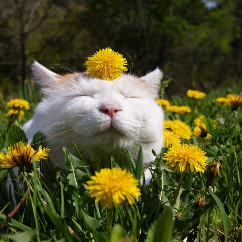 Белый смешной кот в одуванчиках