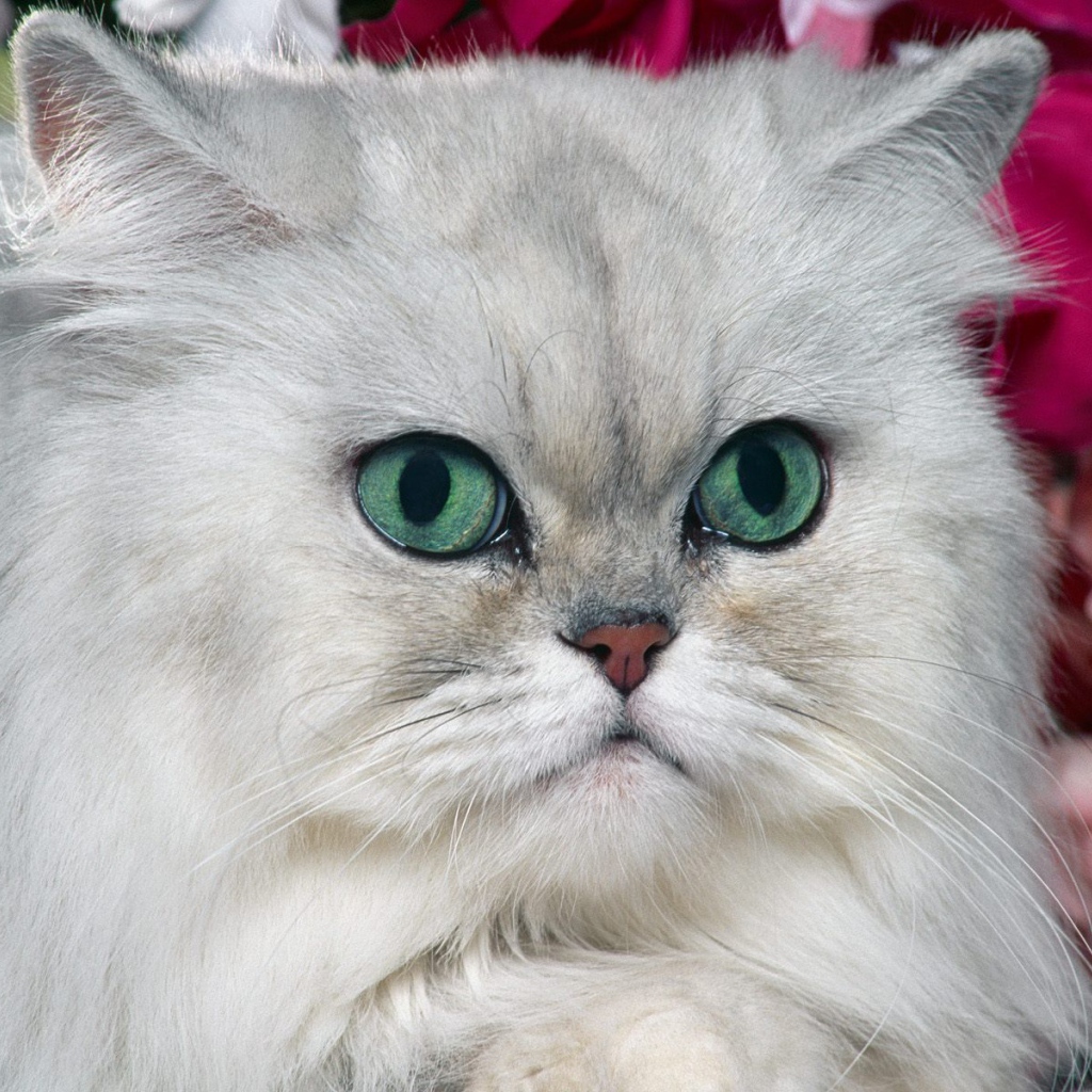 Серый персидский кот