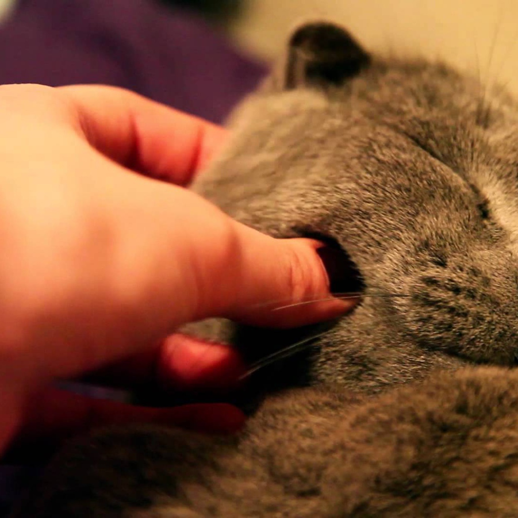 Серый шотландский вислоухий кот доволен