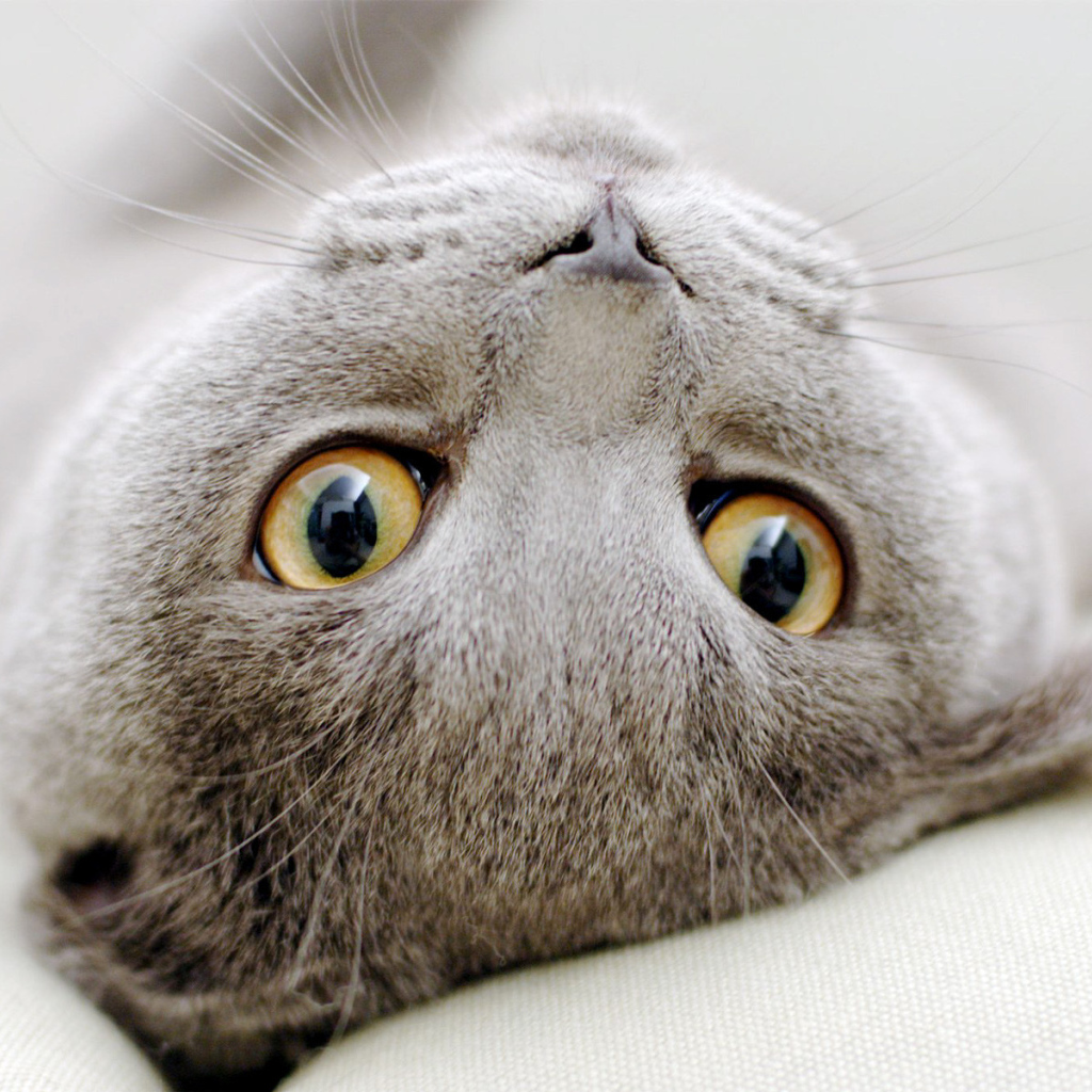 Серый  шотландский вислоухий кот развалился