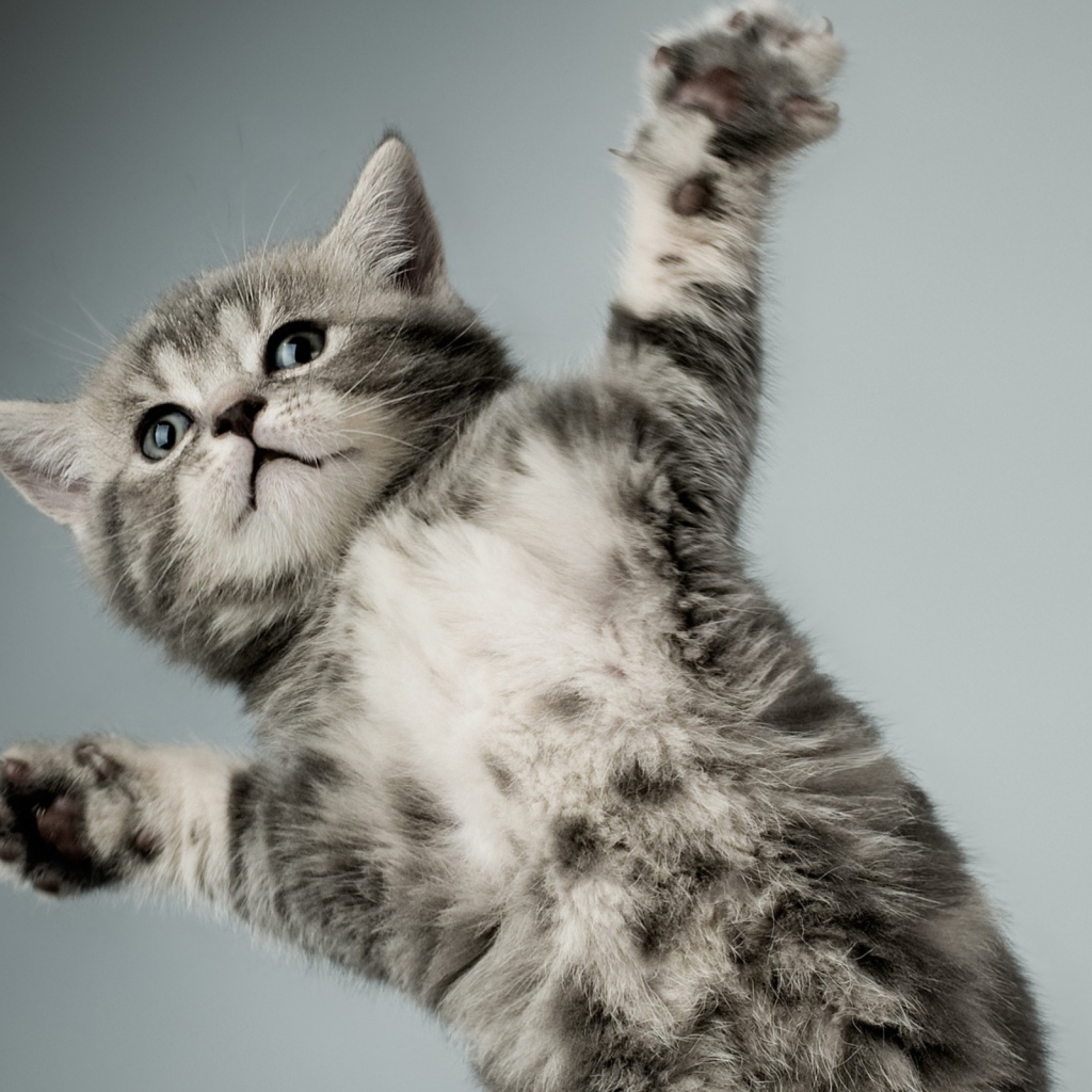 Серый кот в полёте